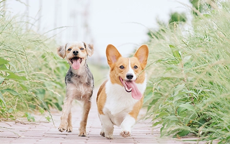 Hur Husdjur Tvätt Tubs Hjälp Husdjur ägare Hantera Husdjur allergier och förbättra husdjur hälsa